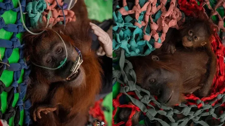 Tiga Orangutan Diselamatkan dari Kebun Warga di Kayong Utara