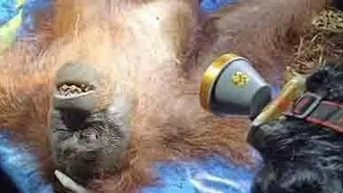 Orangutan Ira Dievakuasi BKSDA Kaltim