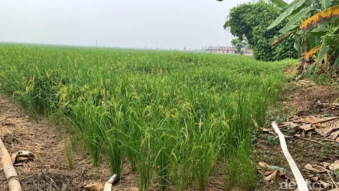 Area persawahan di Hulu Sungai Tengah, Kalimantan Selatan.