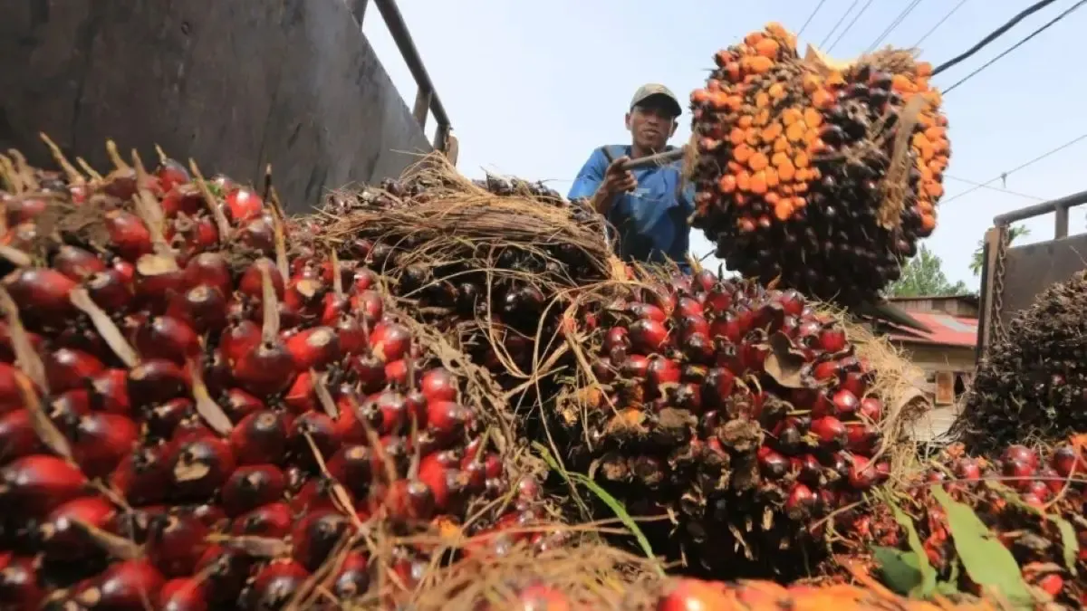 Petani kelapa sawit di Kecamatan Pulau Maya, Kabupaten Kayong Utara, menghadapi kendala pemasaran tandan buah segar (TBS) akibat keterbatasan kapasitas pengolahan di Pabrik PT KAP, Kecamatan Seponti.