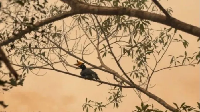Burung rangkong badak Kalimantan turut menjadi korban ganasnya karhutla TN Tanjung Puting