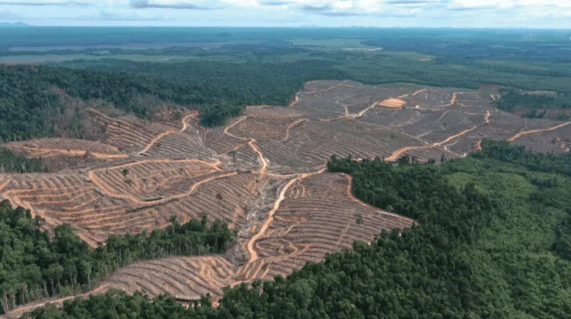 ilustrasi hutan kayu.