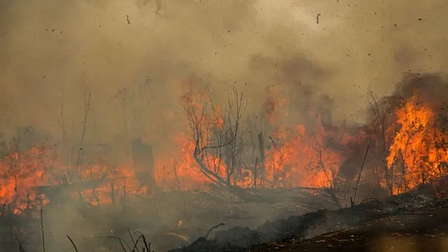 WALHI Minta Masyarakat Adat Dilibatkan dalam Perlindungan Gambut dan Mangrove