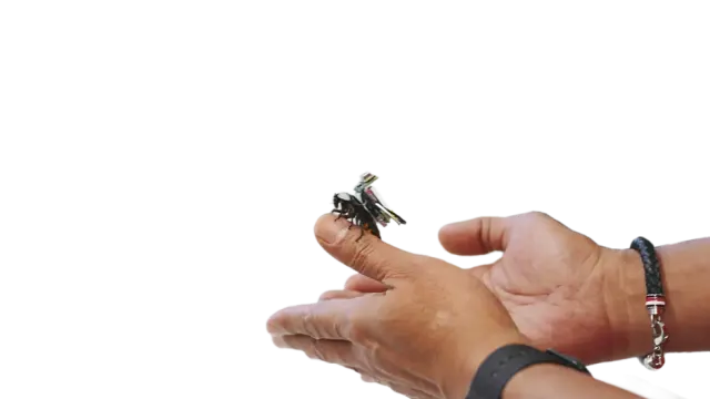 Mahasiswa Undip Ciptakan Cyroach, Robot Kecoak untuk Bantu Cari Korban Bencana
