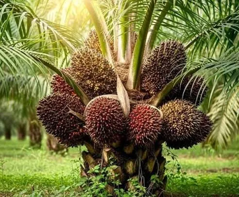 Harga TBS Sawit Kalbar Oktober 2026 Tembus Rp3.537 per Kilogram