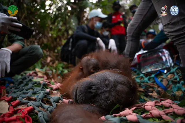 Karhutla Ketapang Rusak Habitat Orangutan, Lusi dan Tiga Satwa Dievakuasi