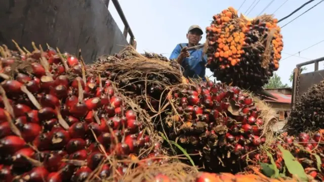 TBS Sawit Menumpuk, Petani Pulau Maya Minta Pabrik Mini di Kayong Utara