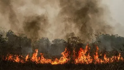 Hotspot Karhutla Kalbar Turun Jadi 55 Titik, 51 Orangutan Diselamatkan